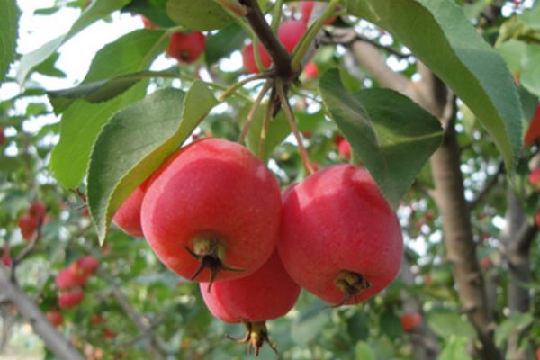 海棠果和山楂的區(qū)別是什么 海棠果和蘋果的區(qū)別