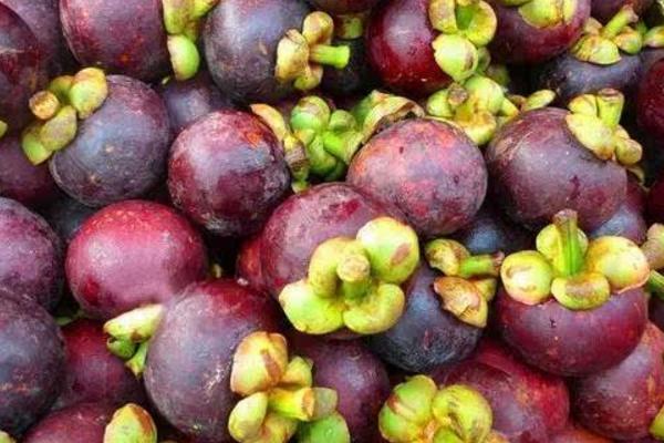 山竹怎么種 山竹種植方法與注意事項