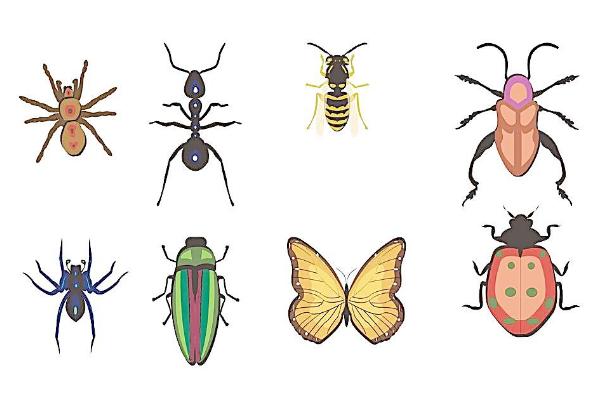 夢見昆蟲是什么意思 孕婦夢到很多昆蟲有什么預兆