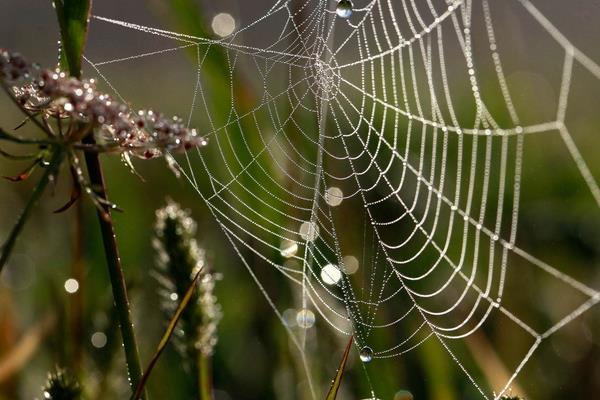 夢見蜘蛛網是什么意思 女人夢到自己被蜘蛛網纏住有什么預兆