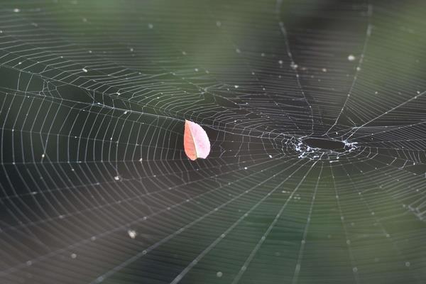 夢見蜘蛛網是什么意思 女人夢到自己被蜘蛛網纏住有什么預兆