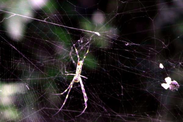 夢見蜘蛛網是什么意思 女人夢到自己被蜘蛛網纏住有什么預兆