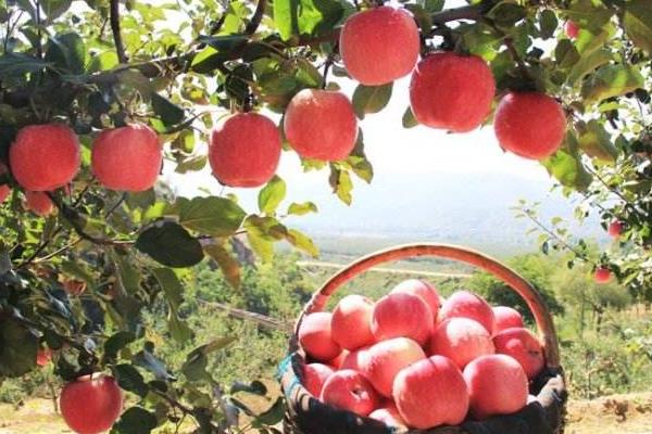 夢見蘋果樹上結滿蘋果是什么意思 女人夢到蘋果樹有什么預兆