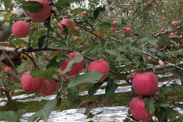 夢見蘋果樹上結滿蘋果是什么意思 女人夢到蘋果樹有什么預兆