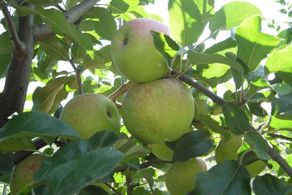 夢見蘋果樹上結滿蘋果是什么意思 女人夢到蘋果樹有什么預兆