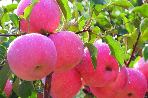 夢見蘋果樹上結滿蘋果是什么意思 女人夢到蘋果樹有什么預兆