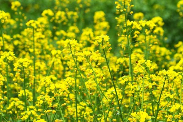 夢見油菜是什么意思 女人夢到大片油菜田開花有什么預兆