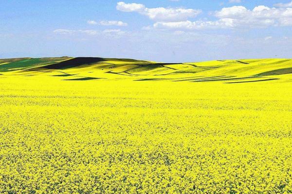 夢見油菜是什么意思 女人夢到大片油菜田開花有什么預兆