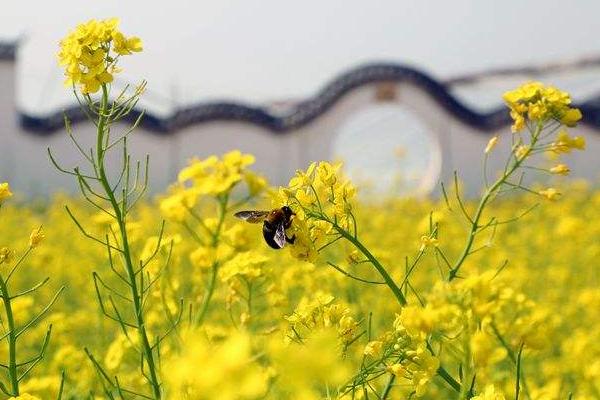 夢見油菜是什么意思 女人夢到大片油菜田開花有什么預兆