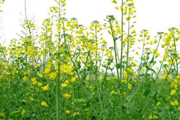 夢見油菜是什么意思 女人夢到大片油菜田開花有什么預兆