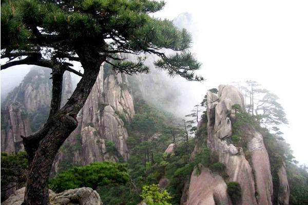 夢見松樹是什么意思 夢到成片的松樹有什么預兆