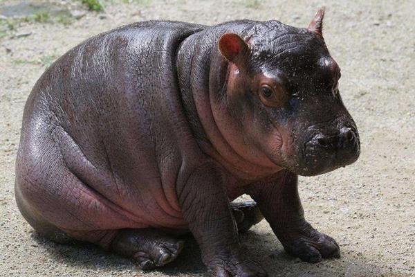 夢見河馬是什么意思 孕婦夢到河馬在河里有什么預兆