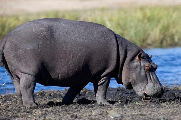 夢見河馬是什么意思 孕婦夢到河馬在河里有什么預兆