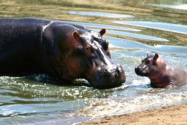 夢見河馬是什么意思 孕婦夢到河馬在河里有什么預兆