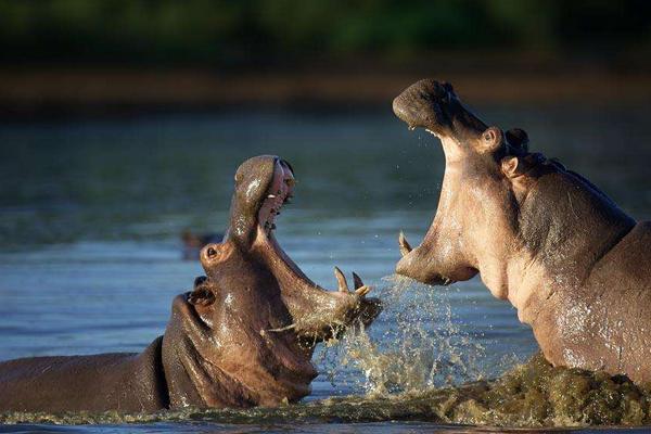 夢見河馬是什么意思 孕婦夢到河馬在河里有什么預兆