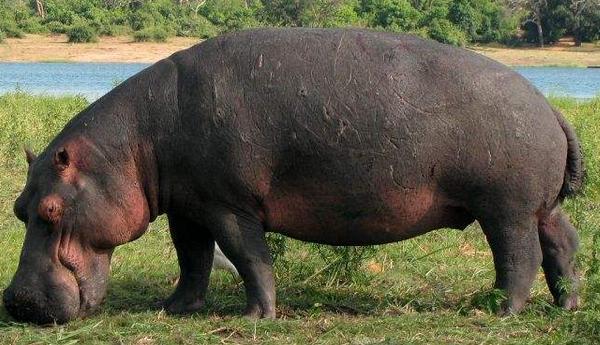 夢見河馬是什么意思 孕婦夢到河馬在河里有什么預兆