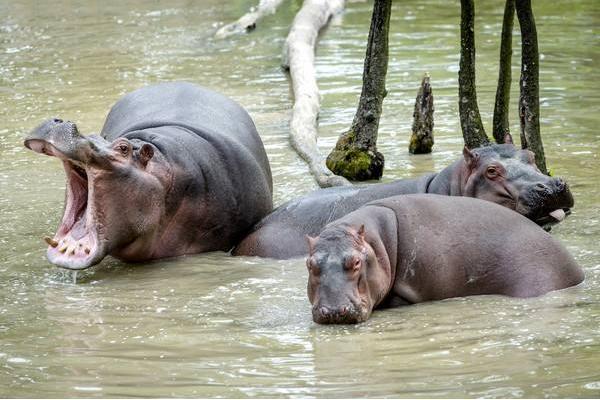 夢見河馬是什么意思 孕婦夢到河馬在河里有什么預兆