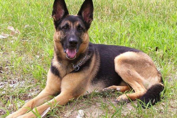 夢見狼狗是什么意思 夢到狼狗追著自己咬有什么預兆