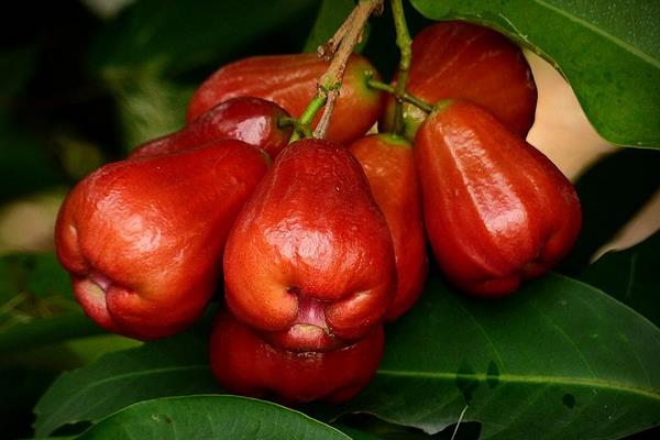 蓮霧的功效與作用及禁忌 蓮霧的營養價值