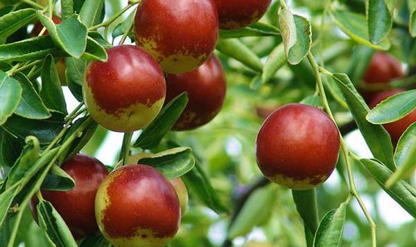 冬棗幾年掛果  大棚冬棗管理技術