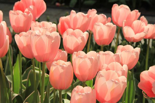 盆栽郁金香怎么養  郁金香盆栽養殖方法與注意事項