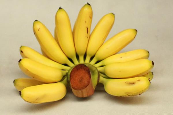 小香蕉叫什么 小香蕉屬于什么品種