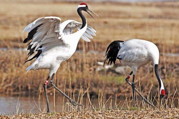 夢見仙鶴是什么意思 夢到仙鶴在天上飛有什么預兆