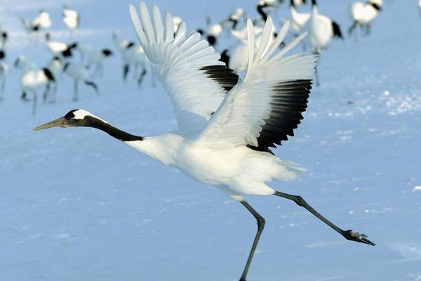 夢(mèng)見仙鶴是什么意思 夢(mèng)到仙鶴在天上飛有什么預(yù)兆