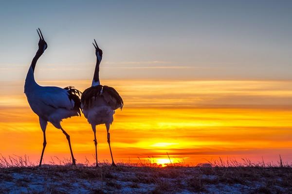 夢(mèng)見仙鶴是什么意思 夢(mèng)到仙鶴在天上飛有什么預(yù)兆