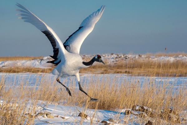 夢(mèng)見仙鶴是什么意思 夢(mèng)到仙鶴在天上飛有什么預(yù)兆