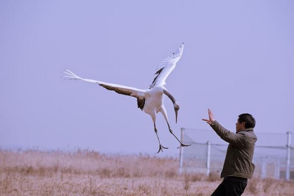 夢(mèng)見仙鶴是什么意思 夢(mèng)到仙鶴在天上飛有什么預(yù)兆