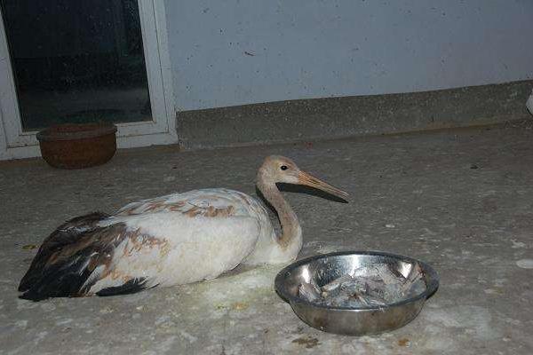 夢(mèng)見仙鶴是什么意思 夢(mèng)到仙鶴在天上飛有什么預(yù)兆