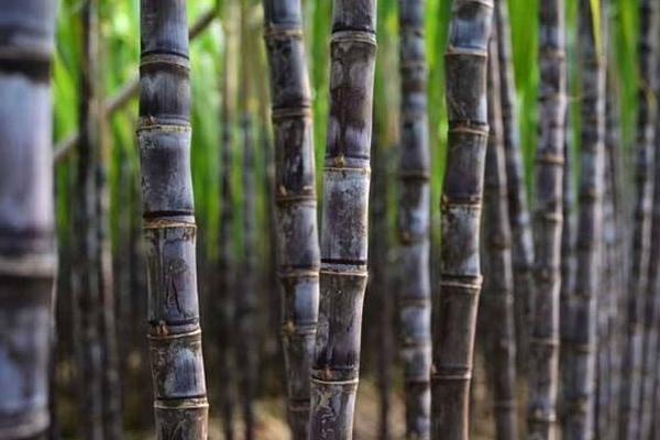 甘蔗吃多了會發(fā)胖嗎 甘蔗是熱性還是涼性