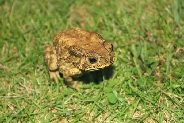 癩蛤蟆怎么養 癩蛤蟆養殖技術