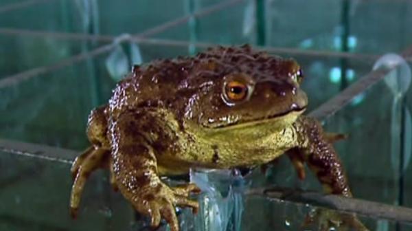 癩蛤蟆怎么養 癩蛤蟆養殖技術