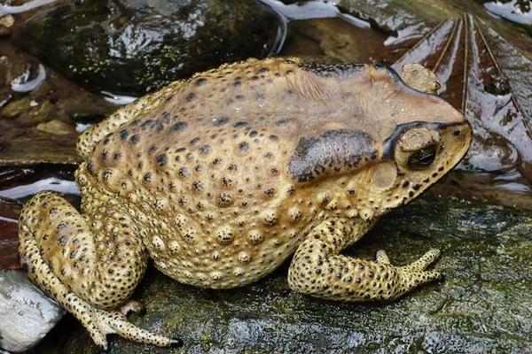 癩蛤蟆怎么養 癩蛤蟆養殖技術