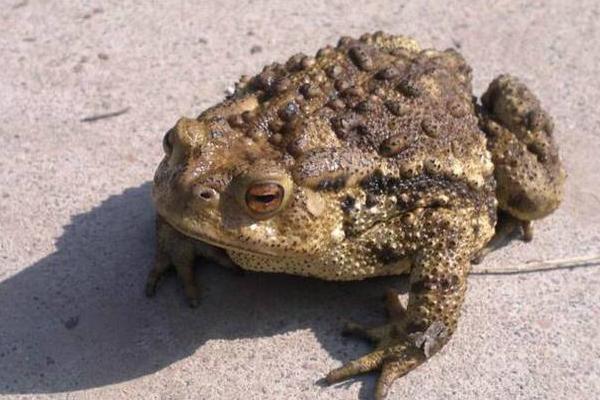 癩蛤蟆怎么養 癩蛤蟆養殖技術