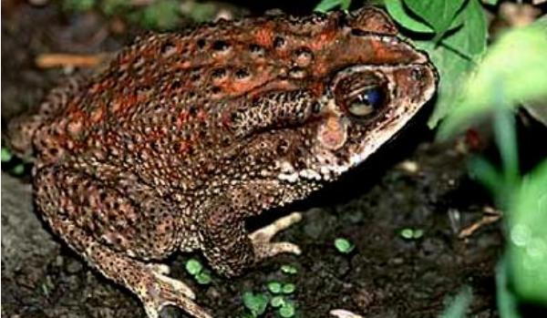 癩蛤蟆怎么養 癩蛤蟆養殖技術