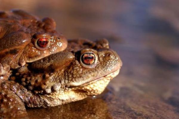 癩蛤蟆怎么養 癩蛤蟆養殖技術