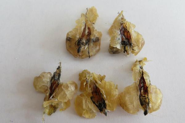 林蛙油市場價格多少錢一斤 林蛙油怎么保存