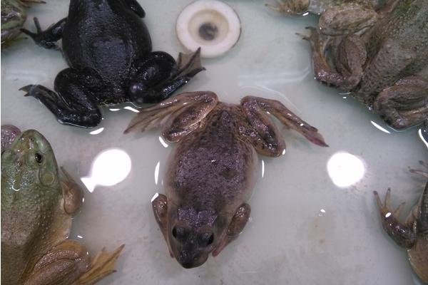 田雞是什么 田雞能吃嗎 田雞市場(chǎng)價(jià)格多少錢一斤