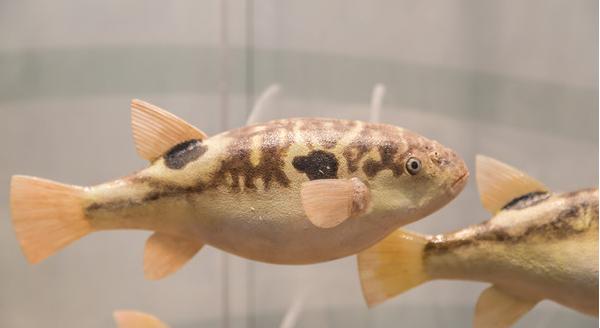 刺豚、河豚、海豚、江豚的區別分別是什么 河豚有毒嗎