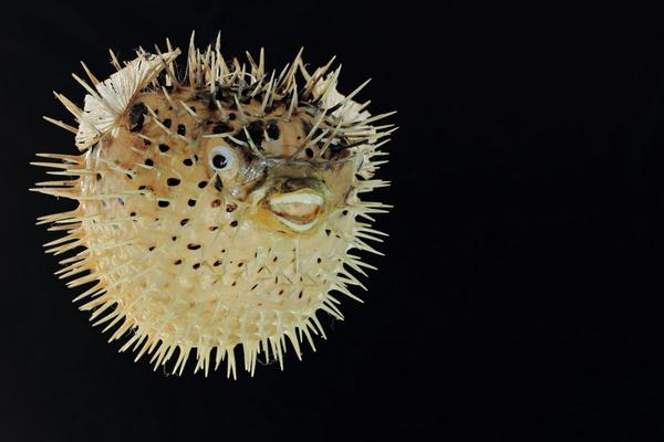 刺豚、河豚、海豚、江豚的區別分別是什么 河豚有毒嗎