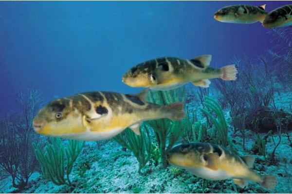 刺豚、河豚、海豚、江豚的區別分別是什么 河豚有毒嗎