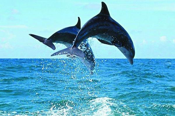 刺豚、河豚、海豚、江豚的區別分別是什么 河豚有毒嗎