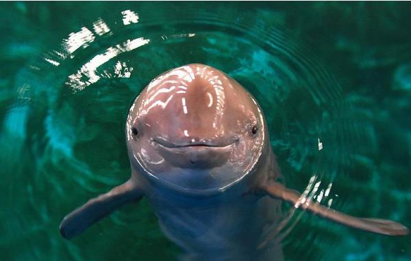 刺豚、河豚、海豚、江豚的區別分別是什么 河豚有毒嗎