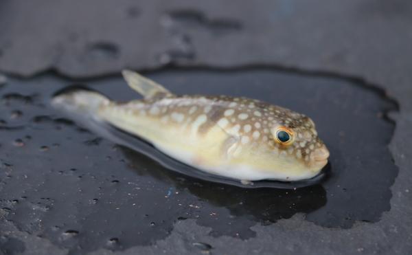 刺豚、河豚、海豚、江豚的區別分別是什么 河豚有毒嗎