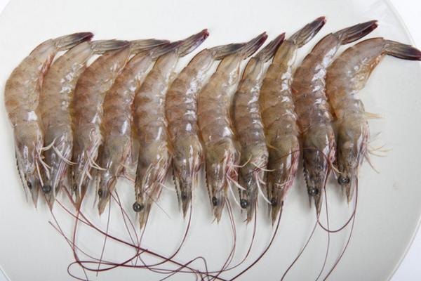 基圍蝦功效與作用及禁忌 基圍蝦的營養價值