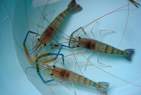 羅氏沼蝦怎么做好吃 羅氏沼蝦的頭可以吃嗎