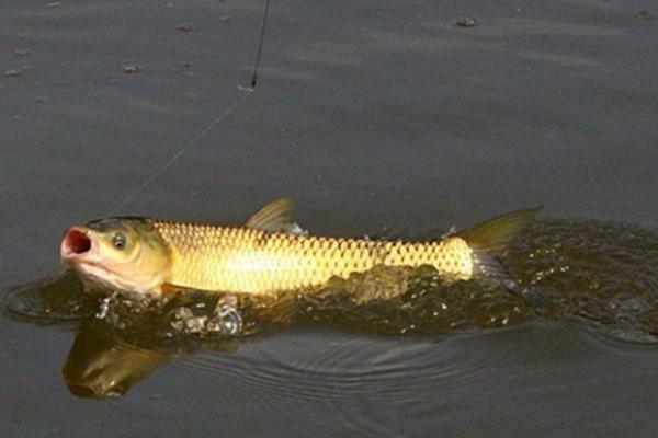 晚上釣草魚的最佳時間 草魚生活的水深是多少